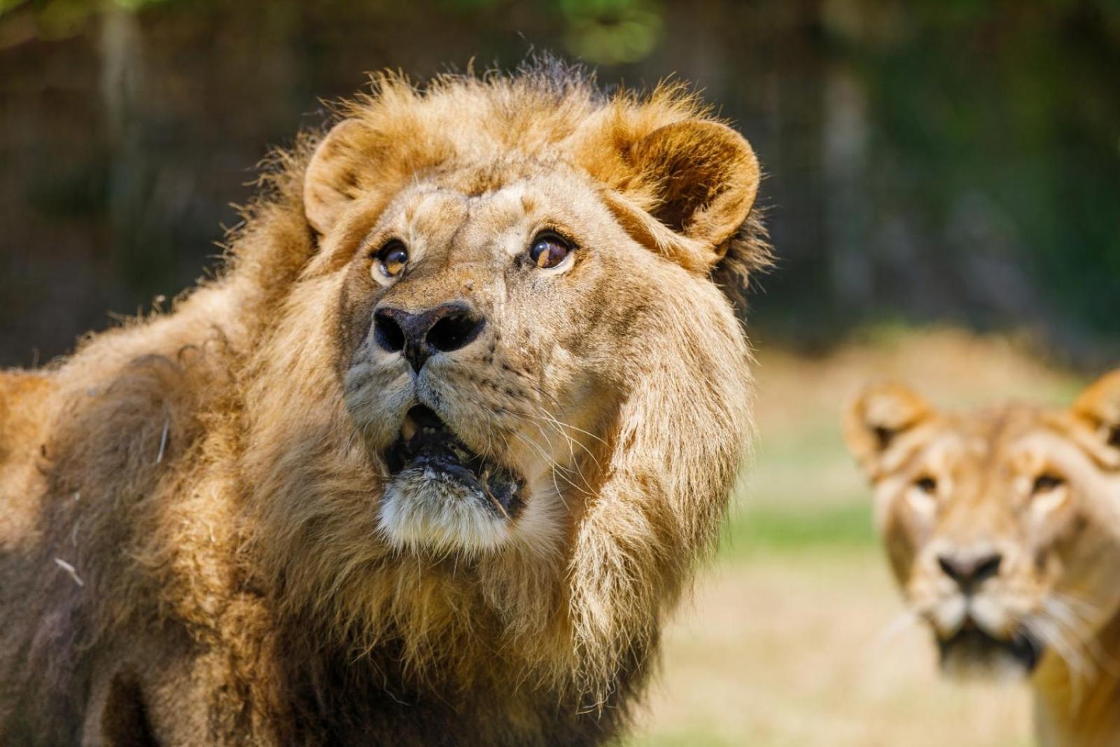 Hotel Selwo Lodge - Animal Park Tickets Included Estepona Exterior photo