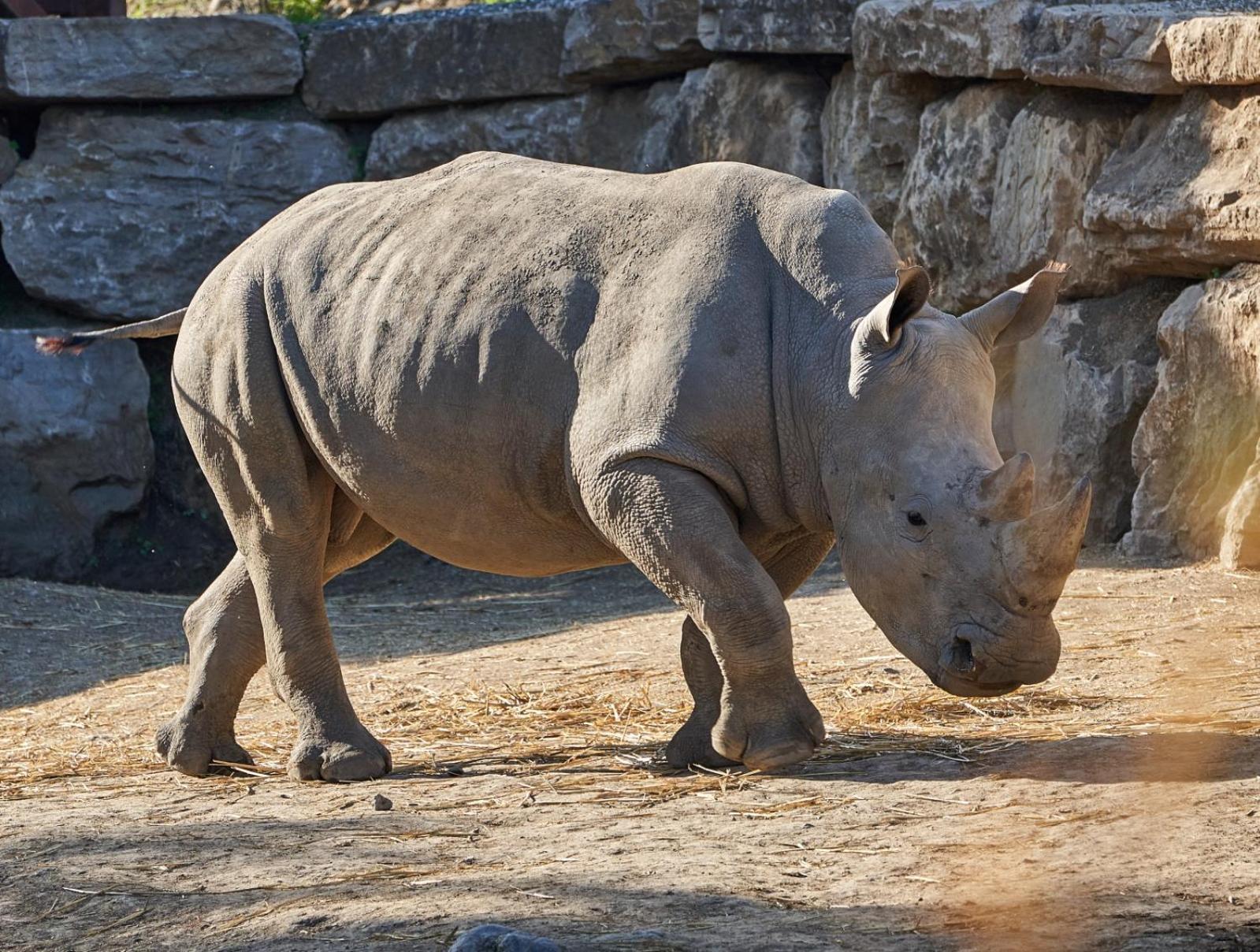 Hotel Selwo Lodge - Animal Park Tickets Included Estepona Exterior photo
